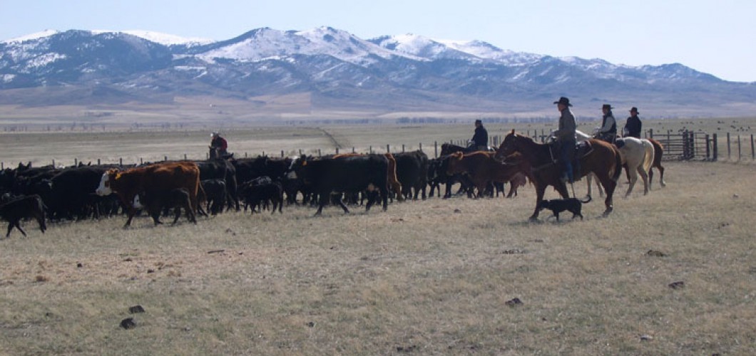 Montana (24)